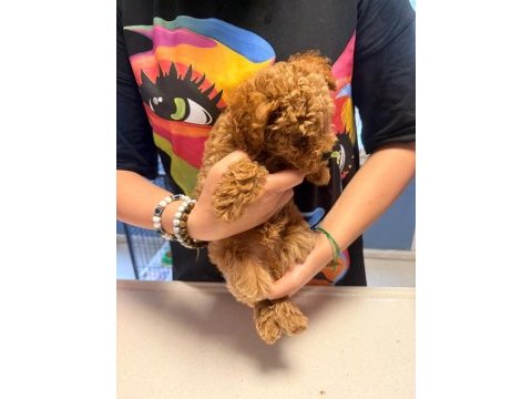 2.5 aylık erkek toy poodle