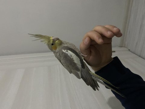 Yavru sultan papağanları