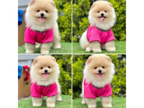 Pomeranian boo ayı yüz bebekler