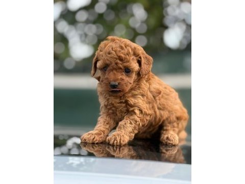 Küçük poodle prensler ve prensesler