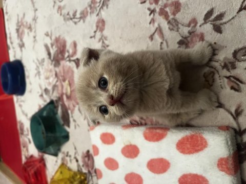 Tricolour british shorthair dişi 40 günlük