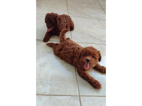 Bebek yüzlü poodle yavrular