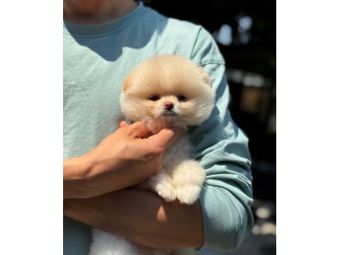 Show kalite pomeranian boo yavrular