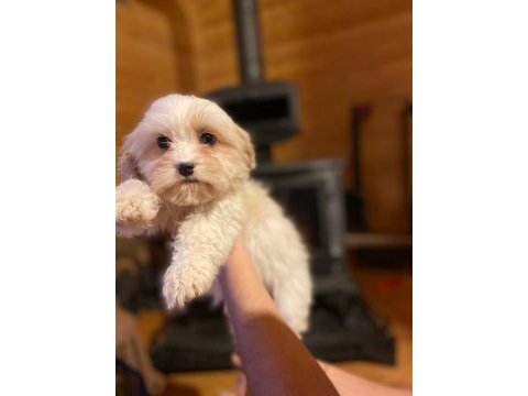 Minik boy maltipoo, al satçı değiliz kendi bebeklerimiz