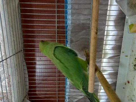 3.5 aylık pakistan papağanı erkek