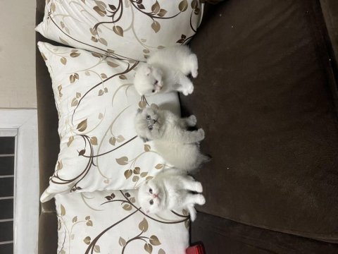 Scottish fold erkek yavrular