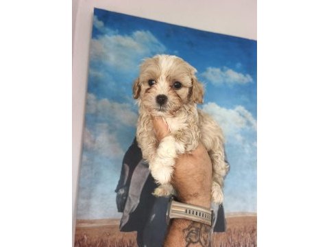 Birbirinden sevimli maltipoo yavrular