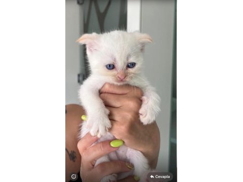 Scottish fold beyaz erkek yavru