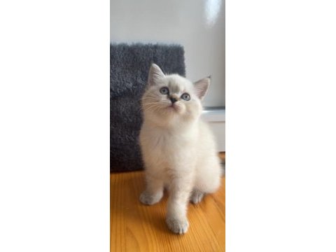 Dişi british shorthair yavrular