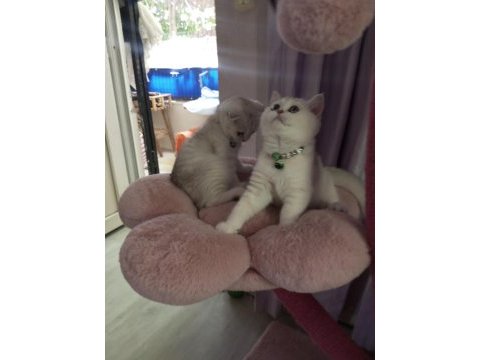 Safkan silver shaded 2 ve 3 aylık kediler catteryden