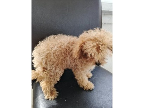 Çok tatlı dört aylık dişi teacup poodle yavrusu