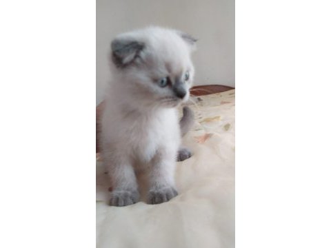 1.5 aylik safkan scottish fold blue point yavrularimiz