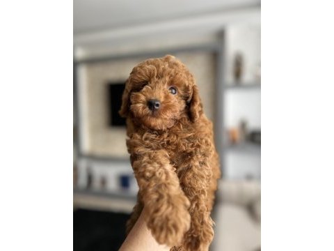 4 aylık erkek toy poodle