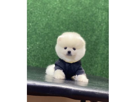 Pomeranian