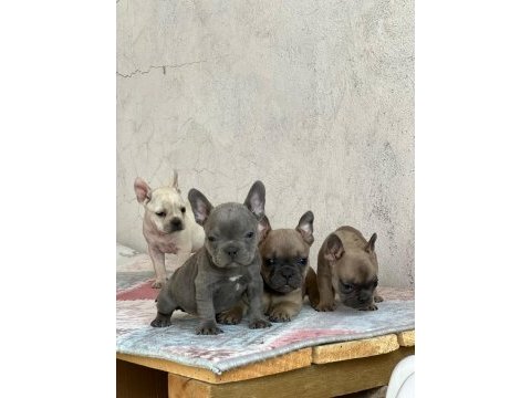 İki aylık french bulldog