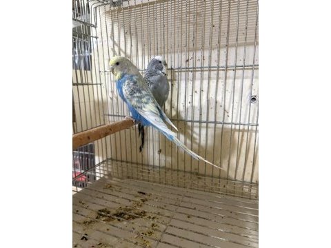4 yavrulu kuluçka makinesi gibi takım muhabbet kuşu