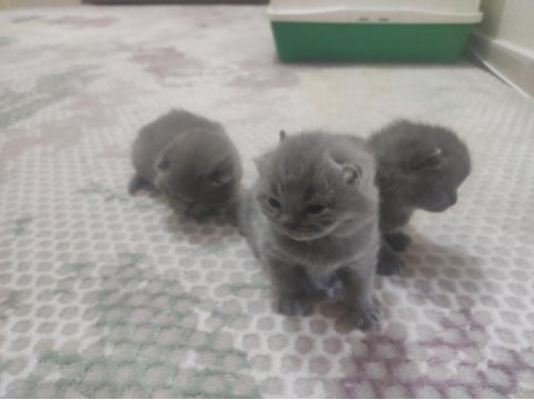 British shorthair yavrularımız yeni yuvasını bekliyor