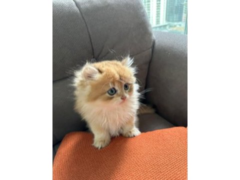 2 aylık safkan golden brıtısh longhaır erkek yavru