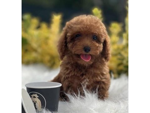 Toy poodle yavru çeşitleri