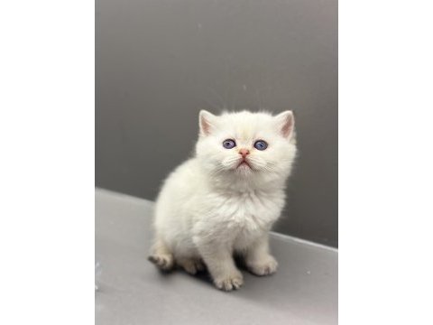 Eşsiz güzellikte blue point british shorthair bebekler