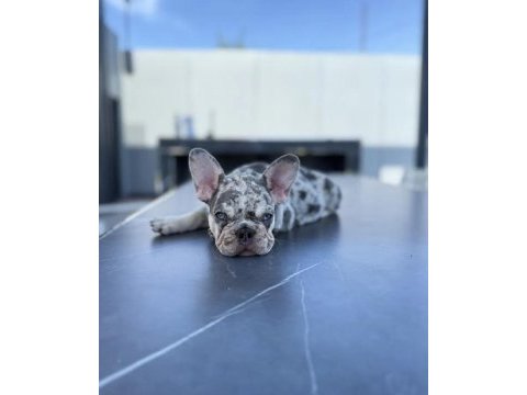 Exotic french bulldog bebekler