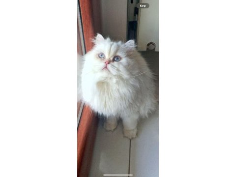 Dişi kedime eş arıyorum