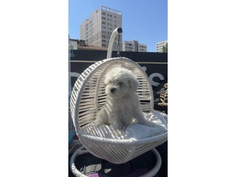 Bebek terrier köpeğimiz