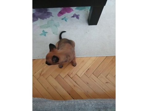 Belçika kurdu malinois