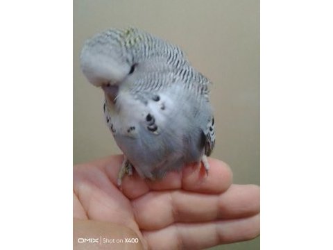 Show erkek muhabbet kuşu bebek