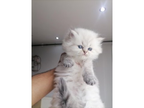 Scottish fold miniklerim yeni yuvalarına gitmeye hazırlar