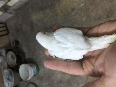 Yeni yeme düşmüş ele alıştırmalık muhabbet kuşlar