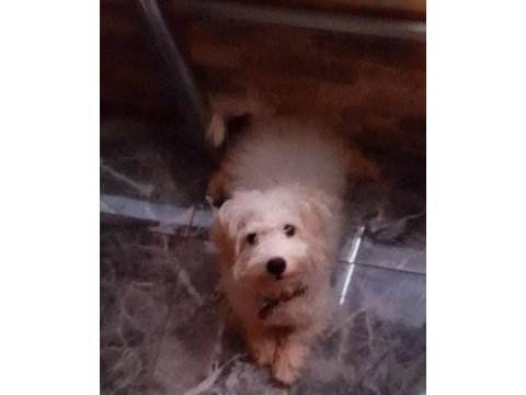 Erkek terrier 7 aylık