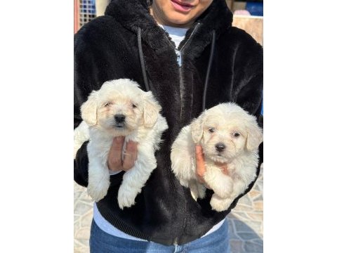 Sevimli maltese terrier yavrularımız