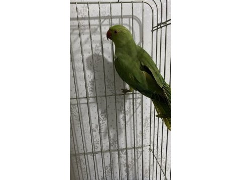 45 günlük yavru pakistan papağanı