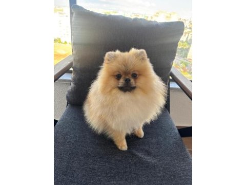 2 yaşında pomeranian teddy face oğlumuzu veriyoruz