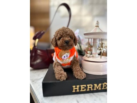 Kore kan poodle bebekleri
