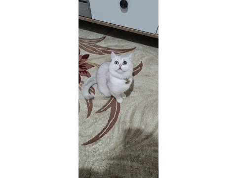 10 aylık british shorthair a kalite