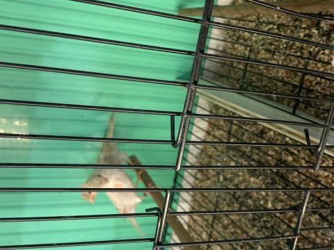 Pheao saten kırmızı mozaik kanarya yavrular