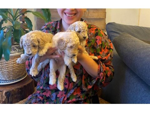 Toy poodle