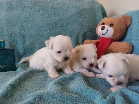 Kore maltese bebekler