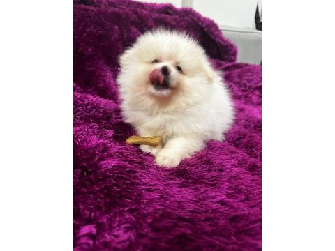 Irk garantılı tea cup pomeranian boo