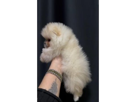 Teddy bear dişi pomeranian