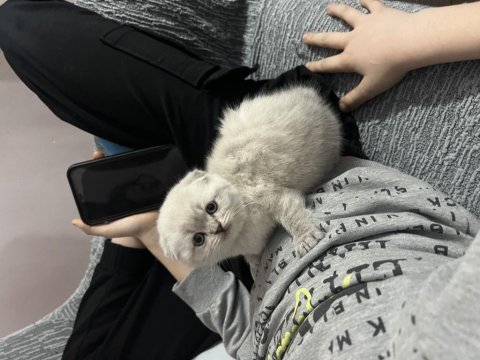 Scottish fold blue point yavrularım