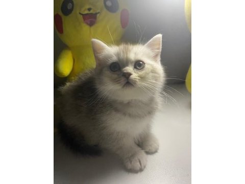 Safkan british shorthair erkek yavru