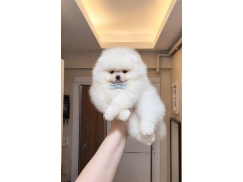 Üst kalite kar beyaz ayıcık yüz pomeranian boo erkek