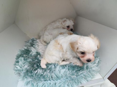 Sıfır numara maltipoo yavrular