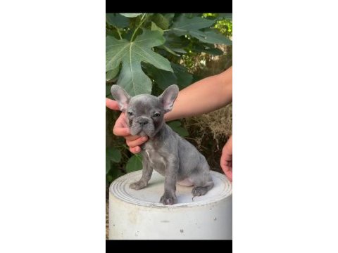 A kalite blue french bulldog yavrularımız