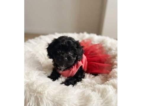 Teacup morkie köpeğimiz