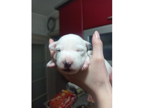 Jack russell terrier 40 günlük yavru