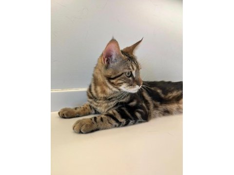 Maine coon anne bengal baba melez kedimiz